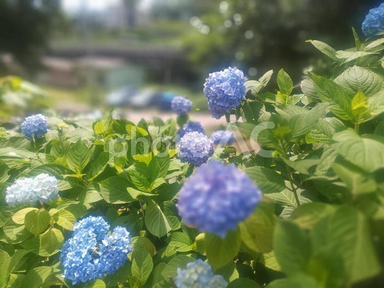 小田原城址公園の紫陽花 小田原城址公園,紫陽花,崖の縁の写真素材