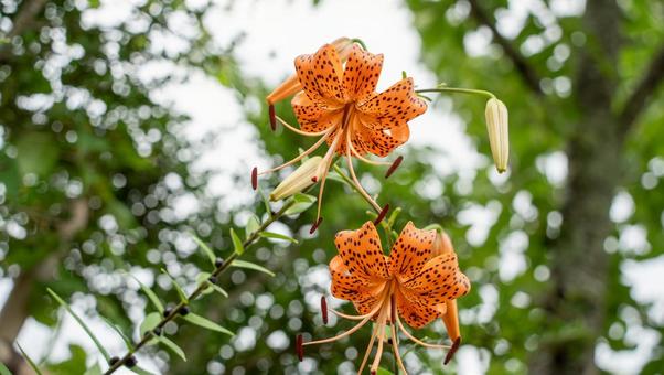 オニユリ オニユリ オニユリ,タイガーリリー,花の写真素材