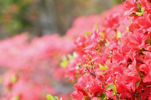 満開の花畑のイメージ 満開の花畑のイメージの写真