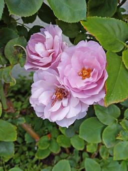 バラ・ピンク/その2 バラ・ピンク/その2 バラ,花,薔薇の写真素材