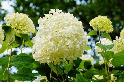 あじさい あじさい 紫陽花,植物,6月の写真素材