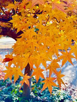 Photo, autumn leaves, autumn, fall landscape, 