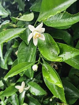 白い花 白い花 白い花,花,白の写真素材