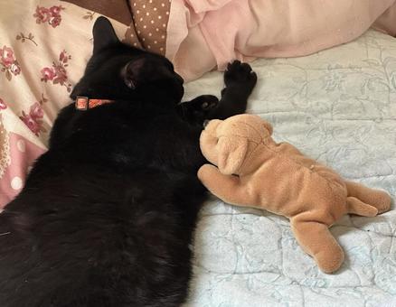 お気に入りの犬のぬいぐるみと寝る黒猫 お気に入りの犬のぬいぐるみと寝る黒猫 黒猫,犬のぬいぐるみ,寝るの写真素材