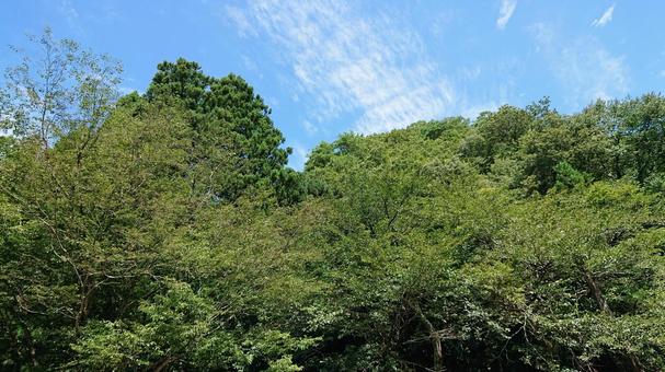 山の中の景色 山の中の景色の写真