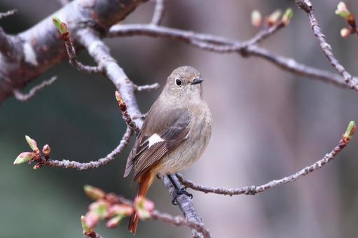 桜のつぼみと可愛いジョウビタキ 鳥,ジョウビタキ,自然の写真素材