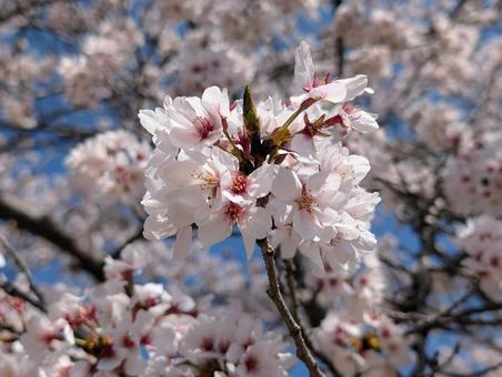 美しい桜の花 美しい桜の花の写真