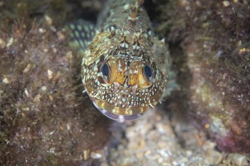 正面から見たカサゴの表情 正面から見たカサゴの表情 カサゴ,根魚,魚の写真素材