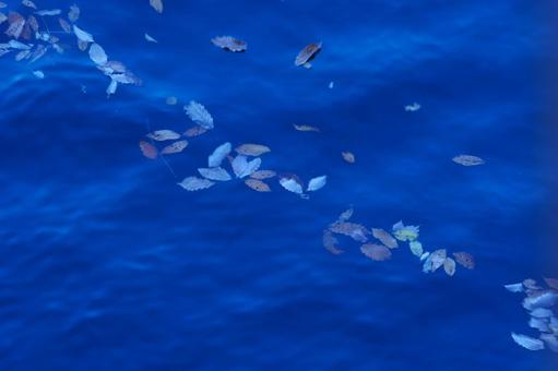 湖面に浮かぶ落ち葉の写真
