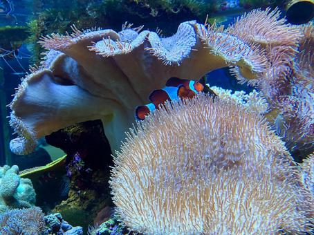 カクレクマノミ カクレクマノミ クマノミ,魚,水槽の写真素材