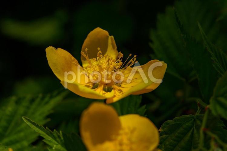 咲き始めた、ヤマブキの花 屋外,花,植物の写真素材