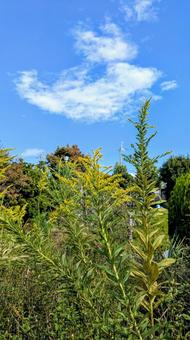 秋晴れの空とセイタカアワダチソウ　野草 セイタカアワダチソウ,草花,秋の写真素材