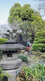 灯籠に座る猫 猫,保護猫,地域猫の写真素材