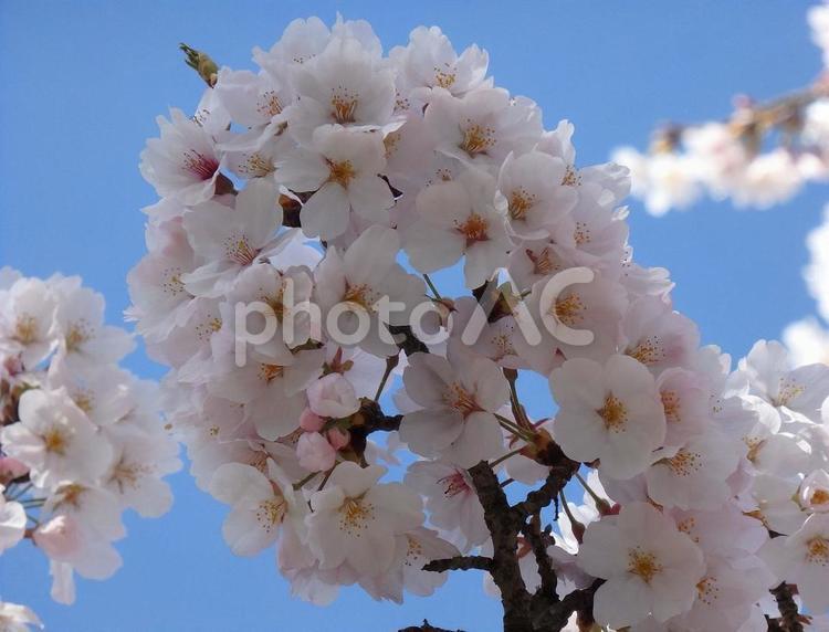 【桜の写真】桜が咲く風景 桜,さくら,サクラの写真素材