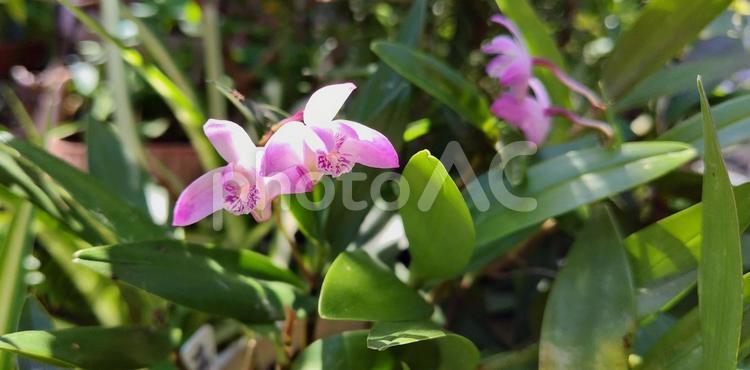 キンギアナムの花 デンドロビウム,デンドロビューム,キンギアナムの写真素材