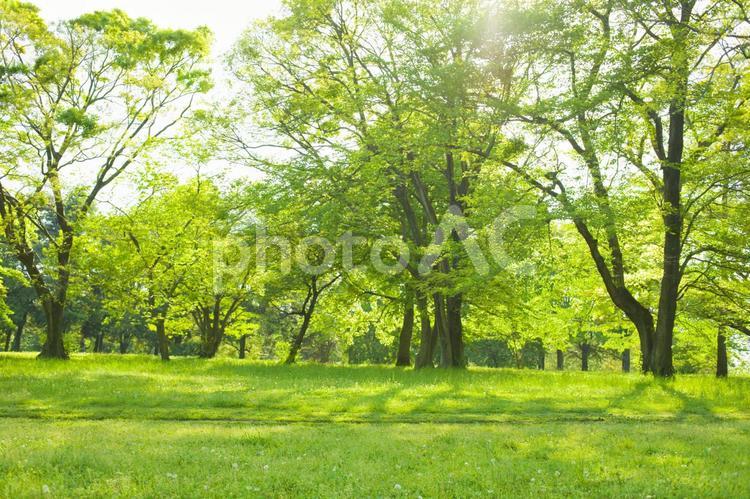 公園　木 公園,緑,木の写真素材