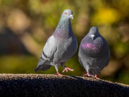 地面を歩くドバト・カワラバト ドバト,カワラバト,動物の写真素材