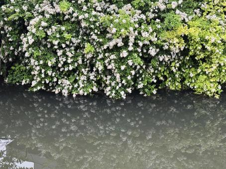 花 白い花,白色,花の写真素材