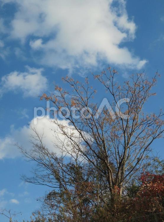 青空と枯れ木 青空,風景,景色の写真素材