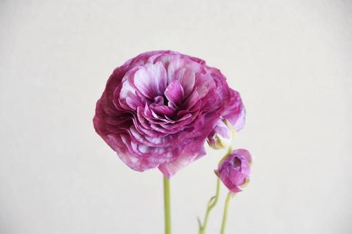 紫のラナンキュラス ラナンキュラス,紫,パープルの写真素材