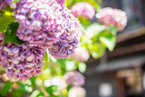 Hydrangeas on the Pottery Walk, JPG Hydrangeas on the Pottery Walk, JPG