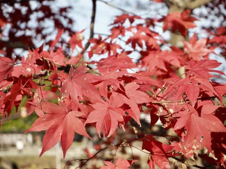 もみじ もみじ もみじ,紅葉,秋の写真素材