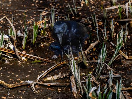 カラスのアップ カラスのアップの写真