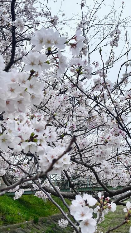桜の木 さくら,ピンク,クローズアップの写真素材