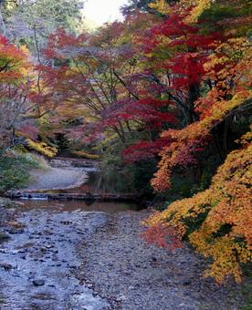 大自然からの賜りもの 山道,橋,手作り橋の写真素材