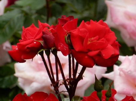 【薔薇の写真】バラの花 【薔薇の写真】バラの花の写真