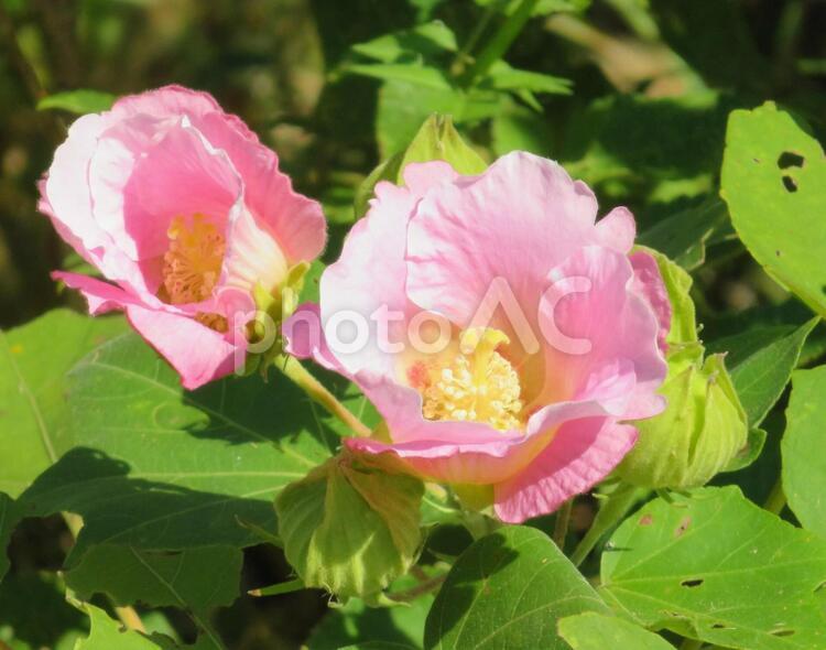 18.10.13丸亀市本島のフヨウ２ フヨウ,芙蓉,植物の写真素材