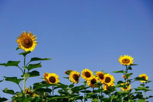 青空に咲く満開のひまわり 青空に咲く満開のひまわり ひまわり,夏,花の写真素材