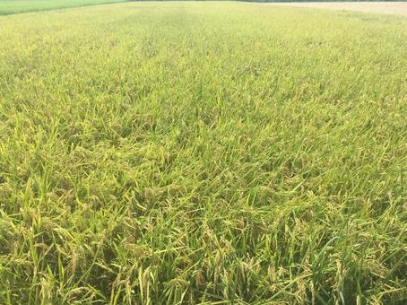 稲刈り前 きれい,自然,米の写真素材