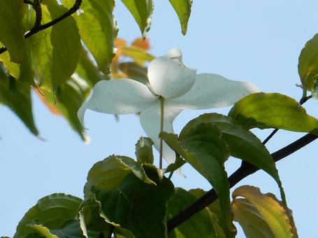 [Flower photo] Cornus kousa, JPG