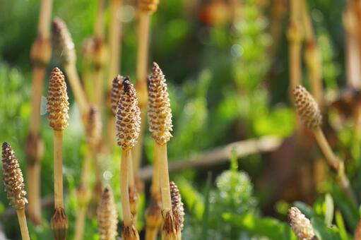 つくし つくし,アップ,たくさんの写真素材