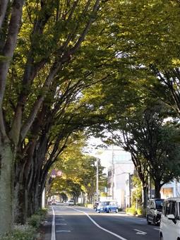 ケヤキのトンネル並木道⑩ けやき,ケヤキ,晴れの写真素材