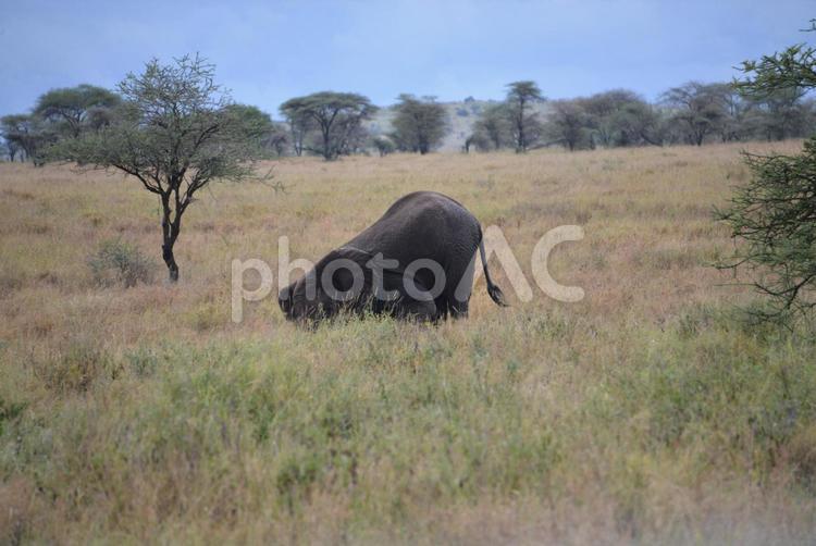 アフリカ　サファリ　アフリカ象　野生動物 象,アフリカ,野生動物の写真素材