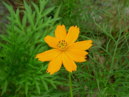 キバナコスモスの花002 キバナコスモスの花002の写真