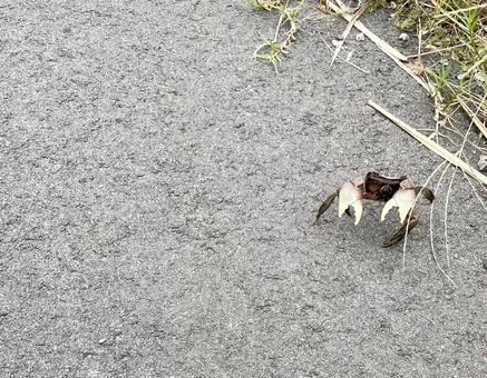 走り去るかに 蟹,生き物,自然の写真素材