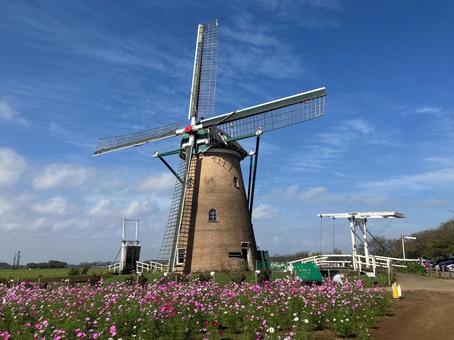 佐倉ふるさと広場の風車とコスモス 佐倉ふるさと広場の風車とコスモス 風車,オランダ風車,リーフデの写真素材