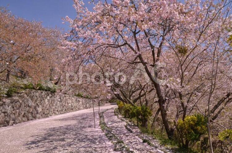 桜のある風景　 桜,自然,花の写真素材