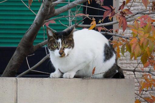 街中で見かけた野良ねこ5　猫素材　背景　 ネコ,野良猫,可愛いの写真素材