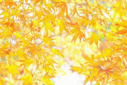 Orange-colored autumn leaves A famous spot for viewing autumn leaves, JPG