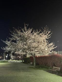 Cherry Blossoms at Night, JPG Cherry Blossoms at Night, JPG