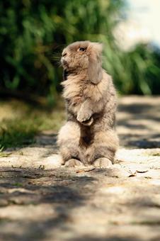 ペットのうさぎ ペットのうさぎの写真