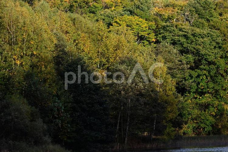秋の原生林の紅葉 日本,北海道,江別の写真素材