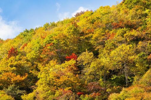 紅葉の山⑸の写真