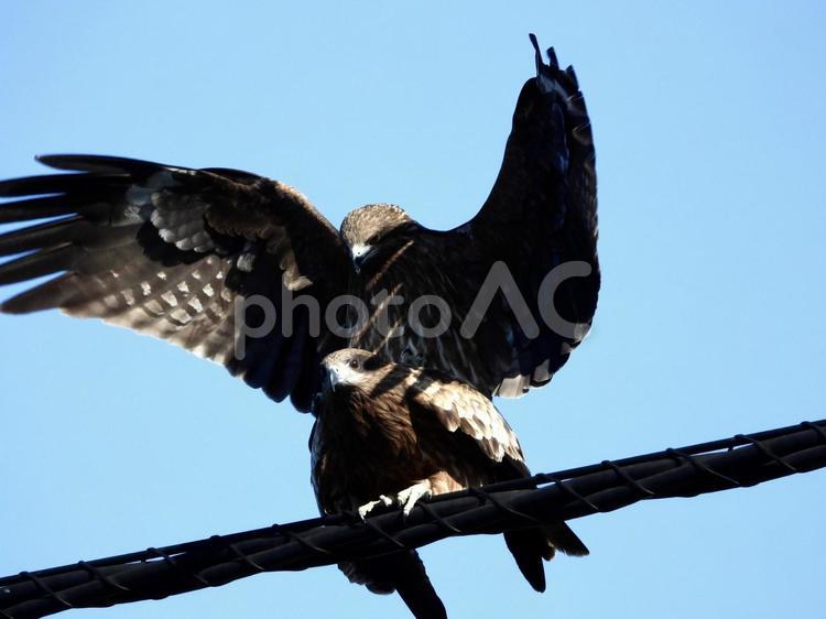 高架線の上のペアのトビ 鳥,野鳥,トビの写真素材