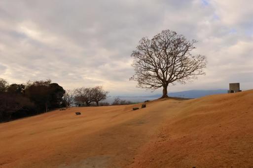 吾妻山公園 吾妻山公園 シンボルツリー,二宮,吾妻山の写真素材