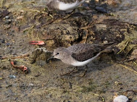 オジロトウネン オジロトウネン,鳥,野鳥の写真素材
